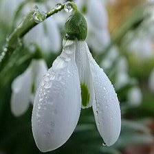 Схема вышивки «Утренний подснежник»
