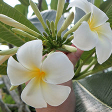Схема вышивки «Цветы тиарэ»