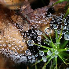 Схема вышивки «Капли на листве»