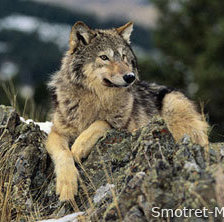 Схема вышивки «волк-одиночка»