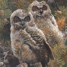 Схема вышивки «совы»