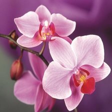 Схема вышивки «Орхидеи»