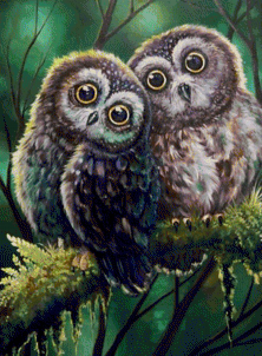 Совы - сова, птицы - предпросмотр