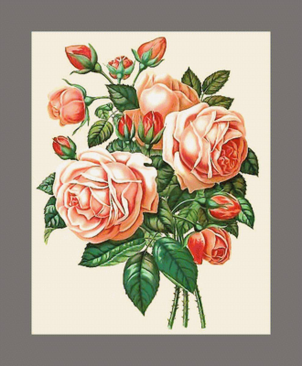 Серия "Розы". - флора, розы, цветы - предпросмотр