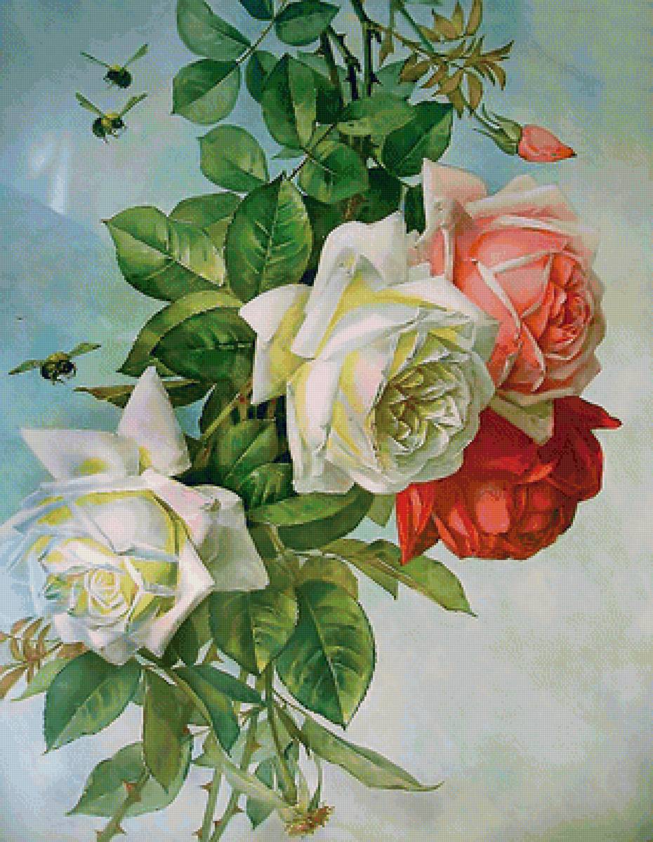 Серия "Розы". - цветы, розы, флора - предпросмотр