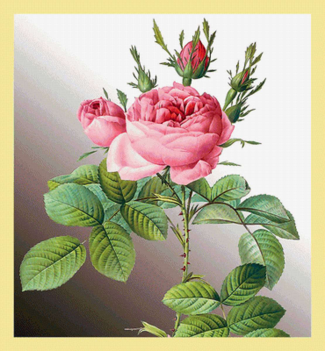 Серия "Розы". - флора, розы, цветы - предпросмотр