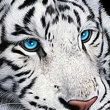 Схема вышивки «Белый тигр»