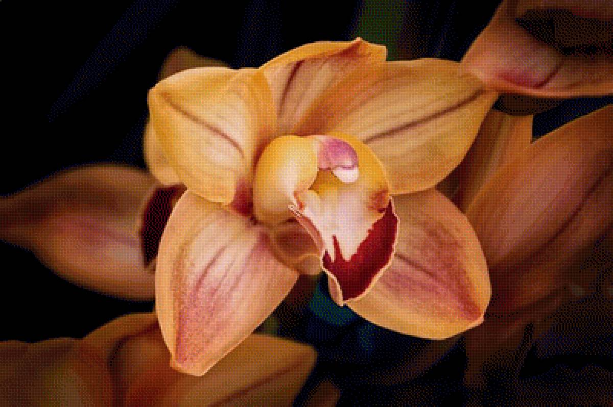 ORCHID - A QUIET ELEGANCE - by tom mc nemar - предпросмотр