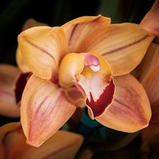 ORCHID - A QUIET ELEGANCE