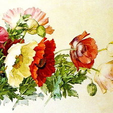 Схема вышивки «Маки 2 часть»