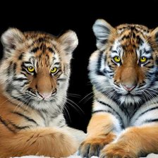 Схема вышивки «tigriukai»