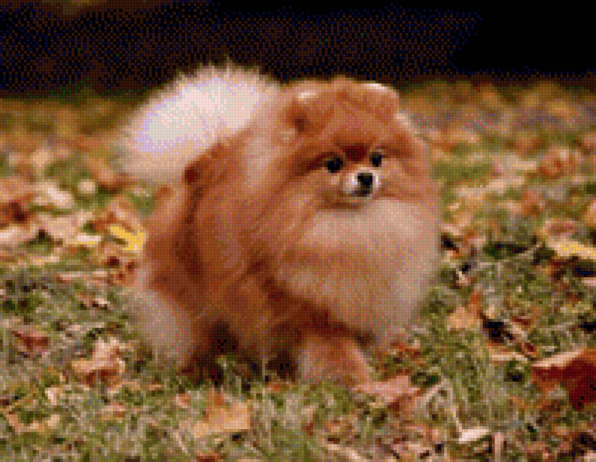 Померанский шпиц - #шпиц - предпросмотр