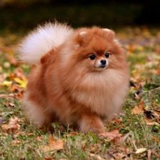 Померанский шпиц