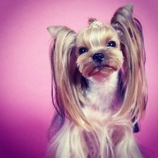 Схема вышивки «Йоркширский терьер»