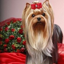 Схема вышивки «Йоркширский терьер»