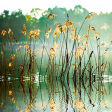 THE REED IN THE EVENING