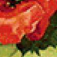 Предпросмотр схемы вышивки «Маки» (№1977419)