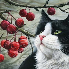 Схема вышивки «Котик»