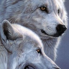 Схема вышивки «дикие»