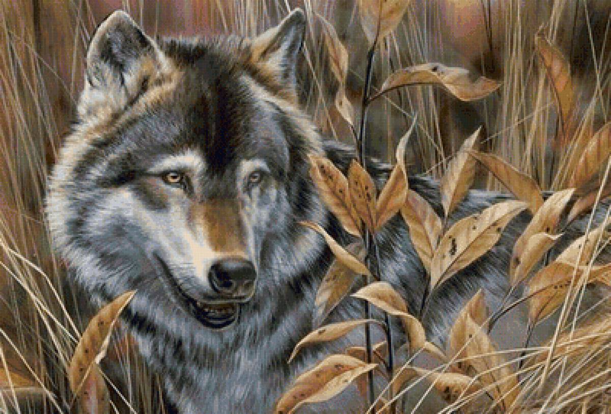 дикие - предпросмотр