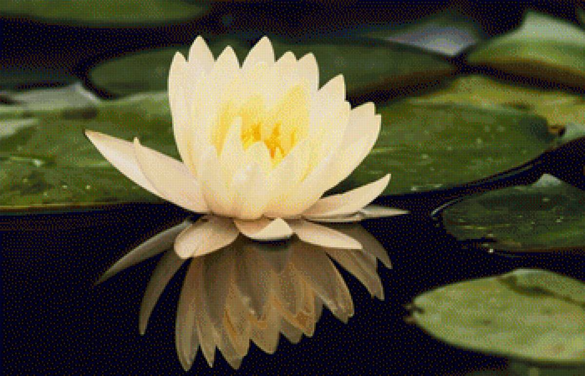 DOMESTIC WATER LILY - вода, природа, by adam jones, пейзаж - предпросмотр