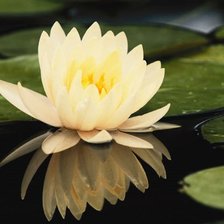 Схема вышивки «DOMESTIC WATER LILY»