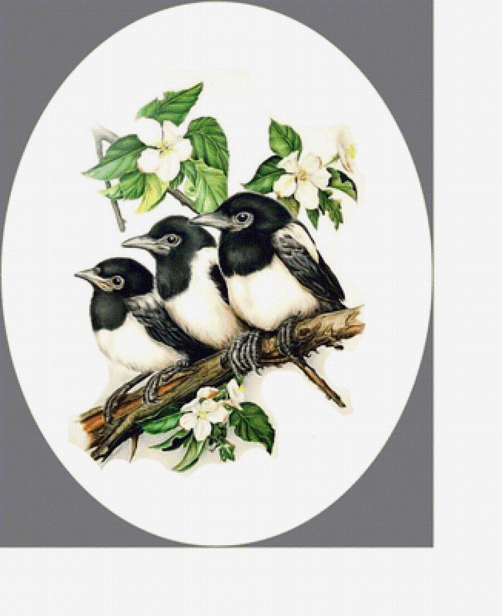 Птенцы. - птицы, сорока, ветка - предпросмотр