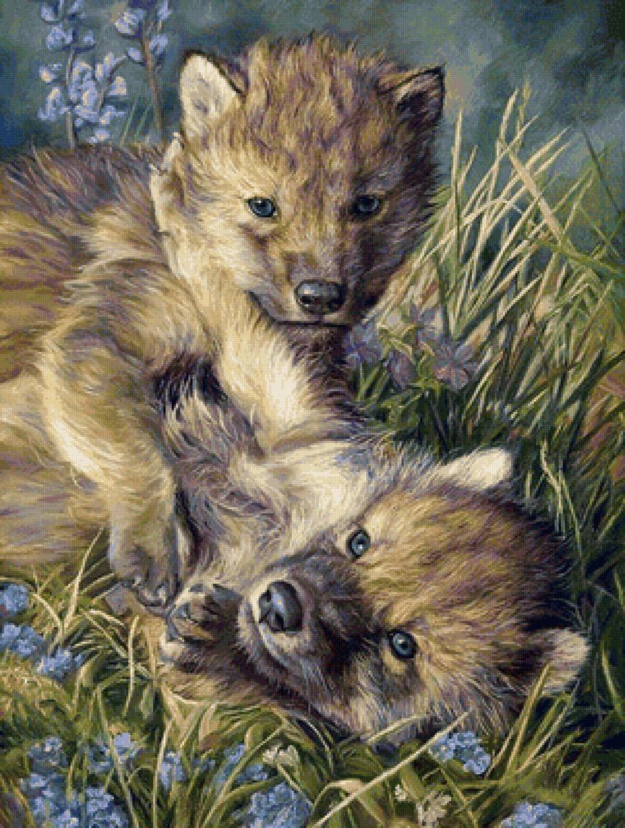 дикие - предпросмотр