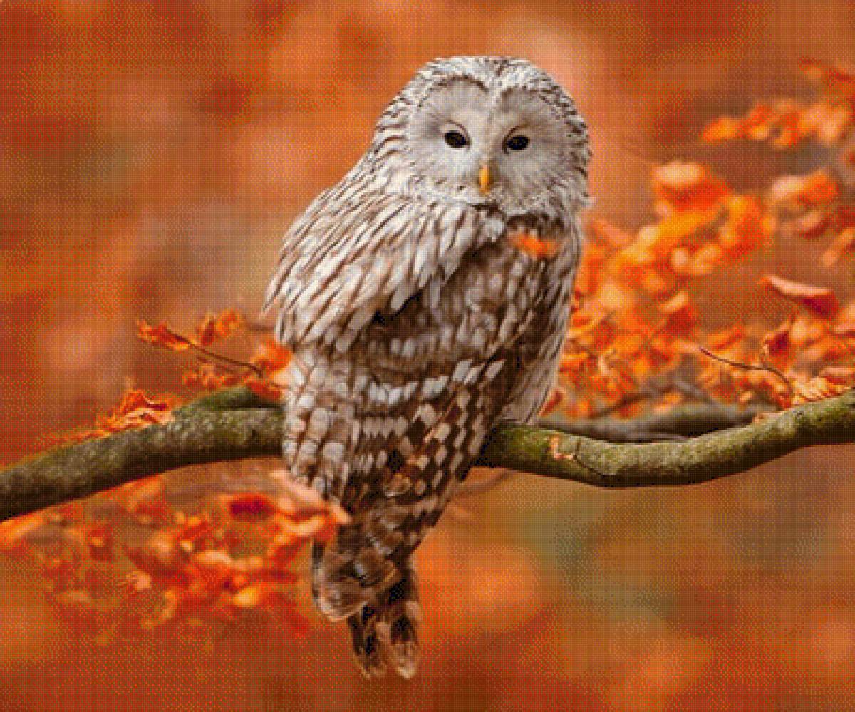 Ural Owl - природа, by ondrej prosicky, сова - предпросмотр