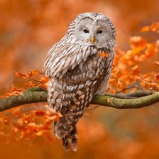 Ural Owl