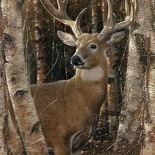 Схема вышивки «BIRCHWOOD BUCK»