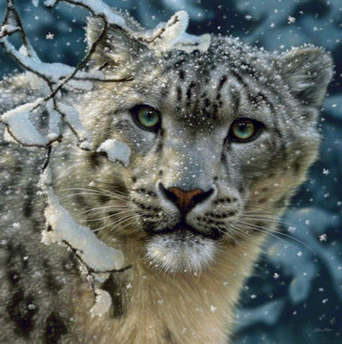 SNOW LEOPARD - by collin bogle, взгляд хищника, дикие животные - предпросмотр