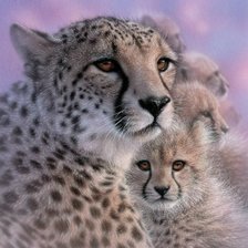 CHEETAH MOTHER'S LOVE