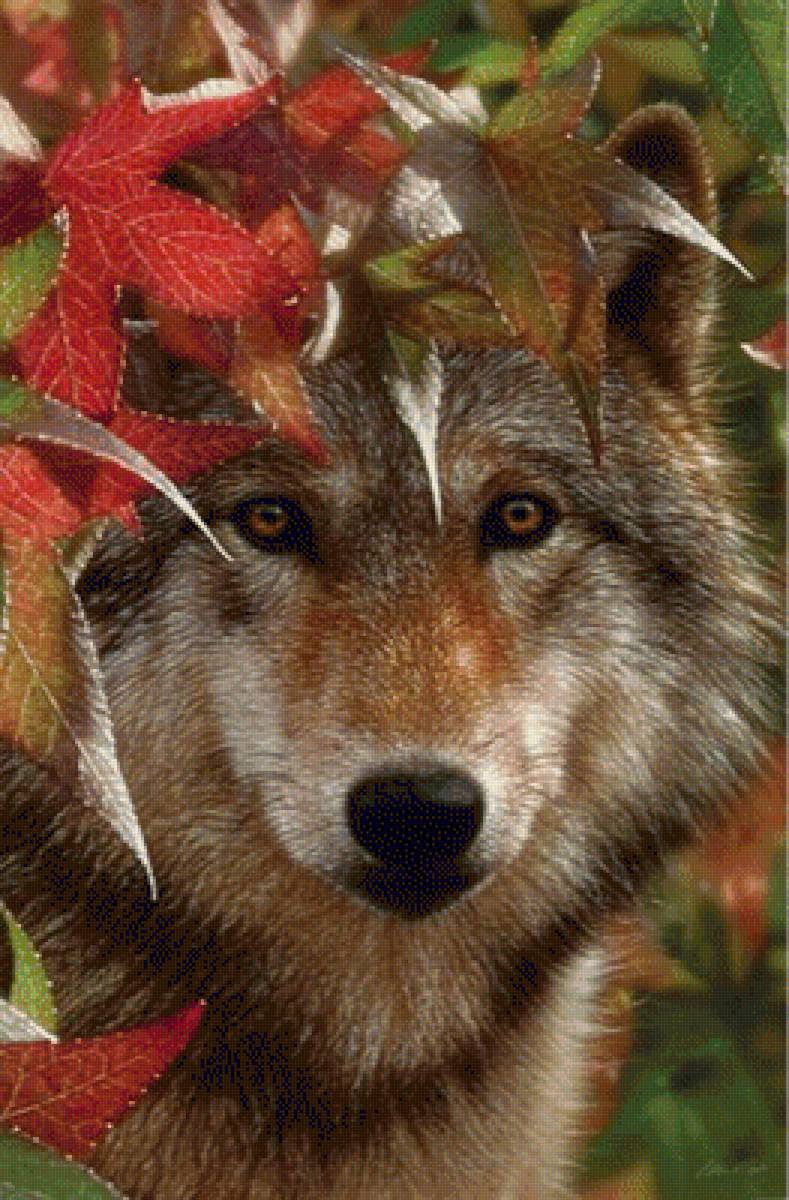 AUTUMN ENCOUNTER - GRAY WOLF - взгляд хищника, дикие животные, by collin bogle - предпросмотр