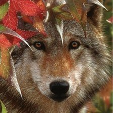 AUTUMN ENCOUNTER - GRAY WOLF