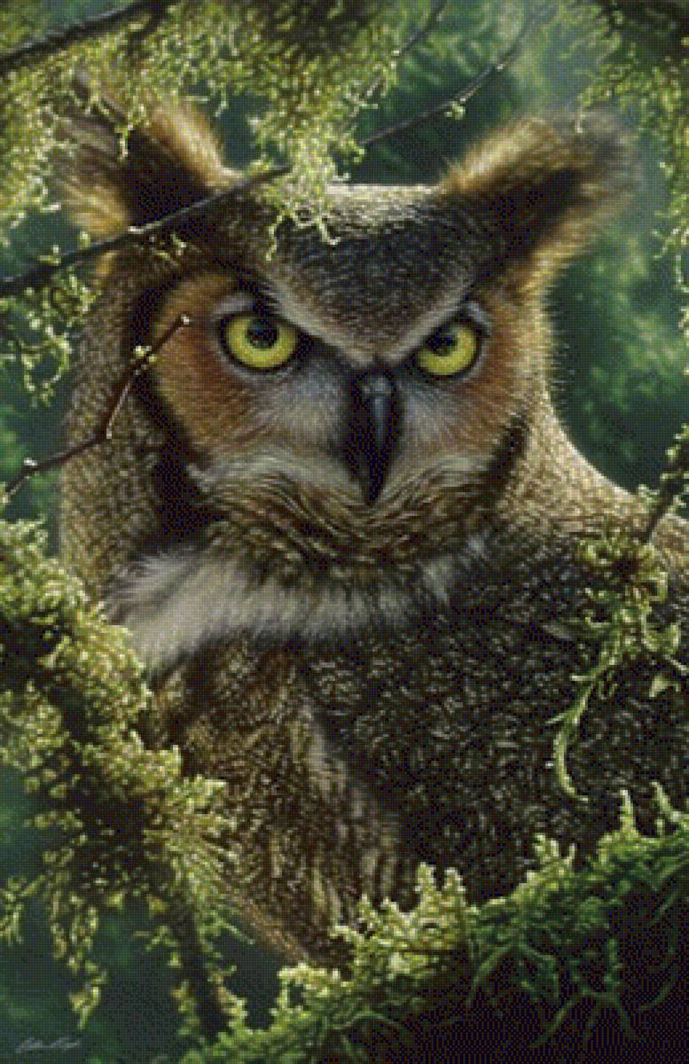 WATCHING AND WAITING - GREAT HORNED OWL - by collin bogle, природа, сова - предпросмотр