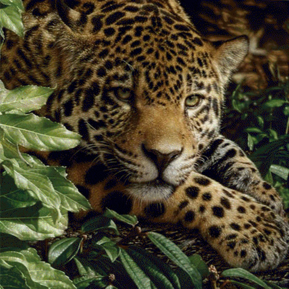 JAGUAR AT REST - by collin bogle, дикие животные, взгляд хищника - предпросмотр