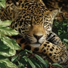 Схема вышивки «JAGUAR AT REST»