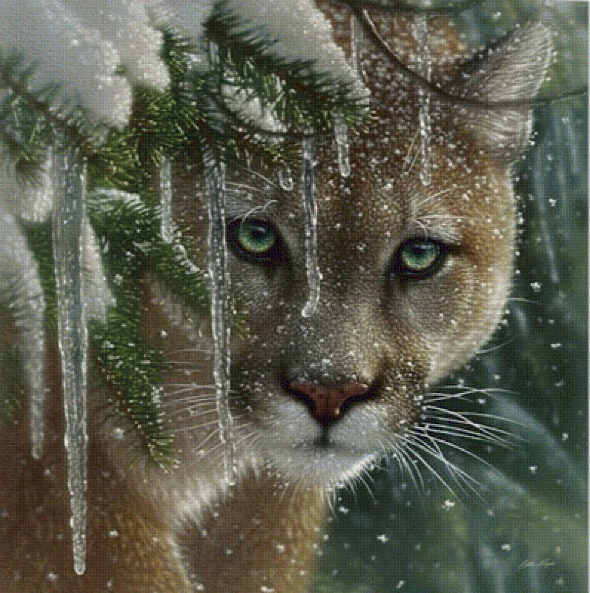 FROZEN COUGAR - by collin bogle. дикие животные, взгляд хищника. - предпросмотр