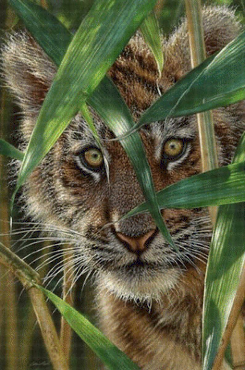 TIGER CUB PEEKABOO - by collin bogle, дикие животные - предпросмотр