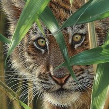 Схема вышивки «TIGER CUB PEEKABOO»