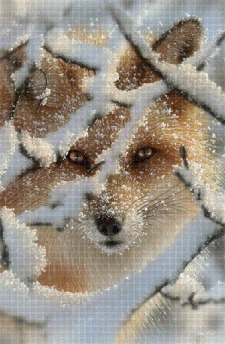 HIDE AND SEEK - RED FOX - взгляд хищника, by collin bogle, дикие животные - предпросмотр