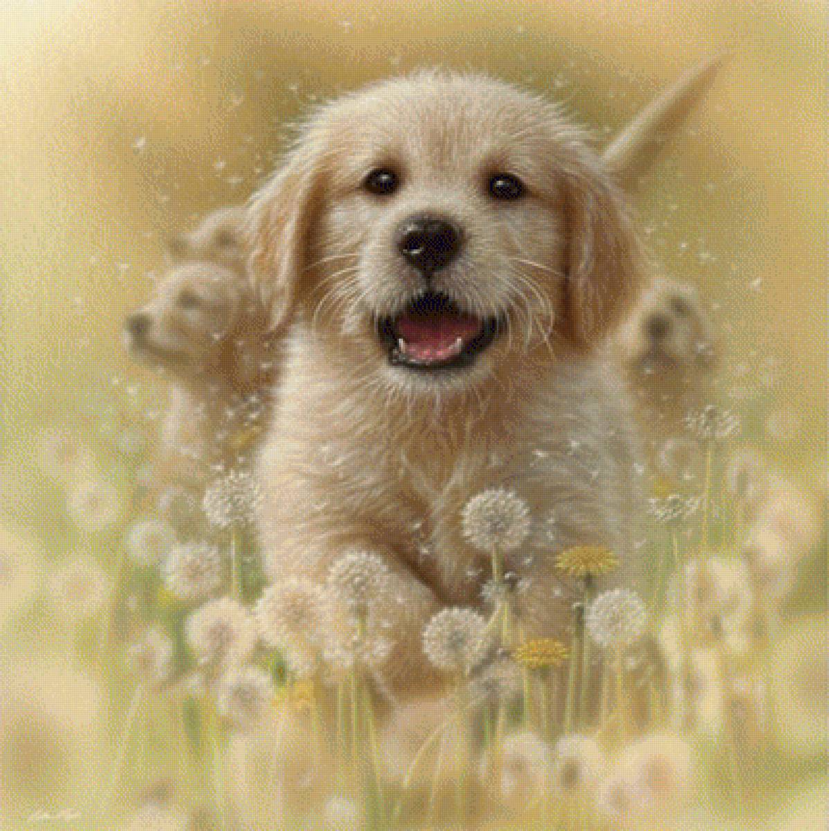 DANDELIONS - GOLDEN RETRIEVER - by collin bogle, животные - предпросмотр