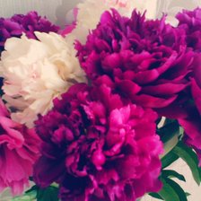 Схема вышивки «Пионы»