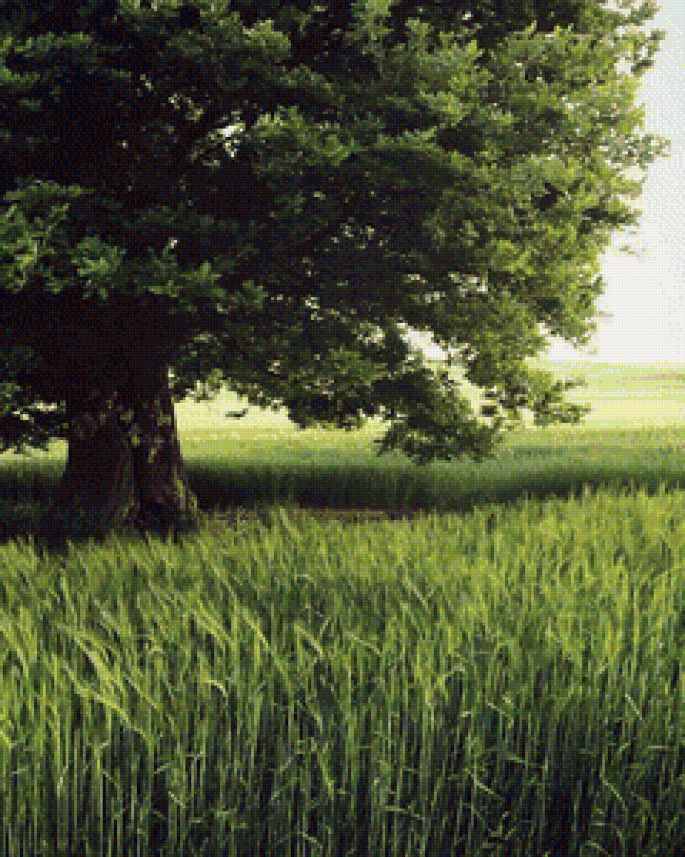 Дерево - пейзаж, дерево, цвет, природа, лето, зеленый - предпросмотр