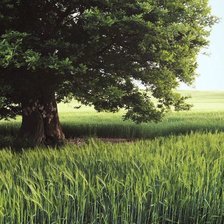 Схема вышивки «Дерево»