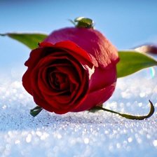 Схема вышивки «Роза на снегу»