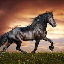 Схема вышивки «Лошадь»