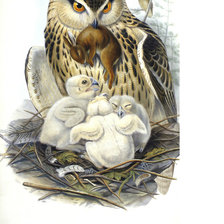 Схема вышивки «Филин и птенцы.»