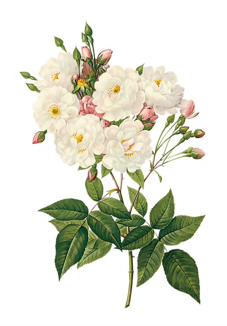 Розочки. - розы, для подушечки, цветы - оригинал